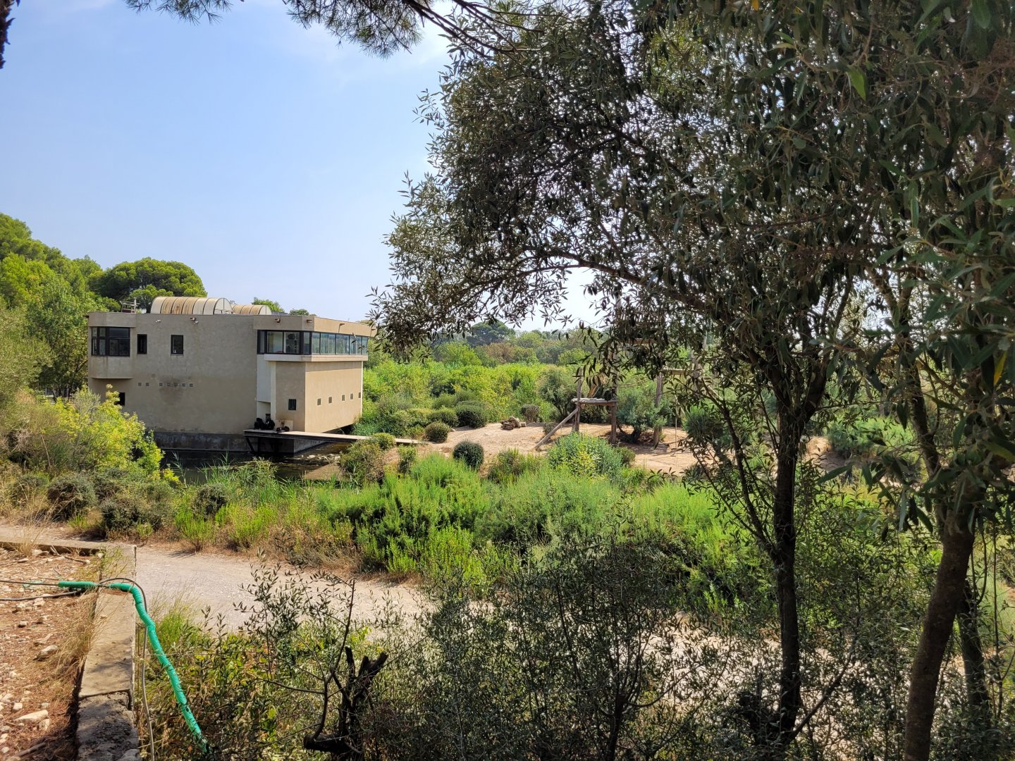 Common chimpanzee exhibit -Réserve Africaine de Sigean (2022)