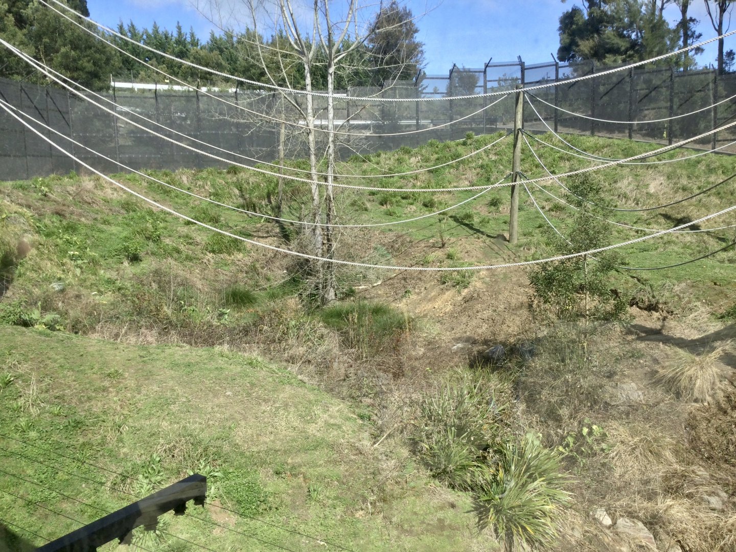 Common Chimpanzee Exhibit (Upper Viewing Window)