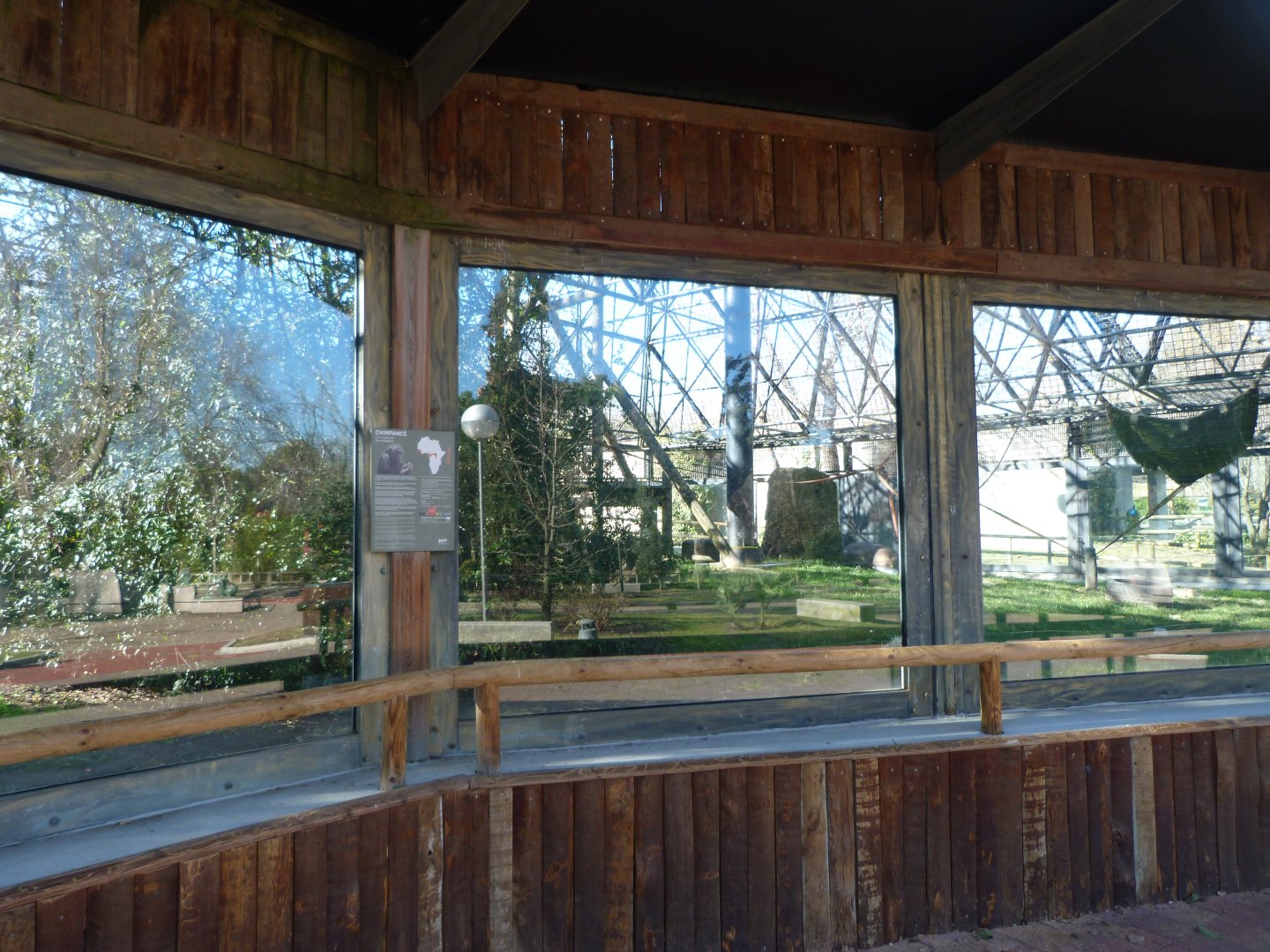 Common chimpanzee exhibit -Zoo Aquarium de Madrid (2025)