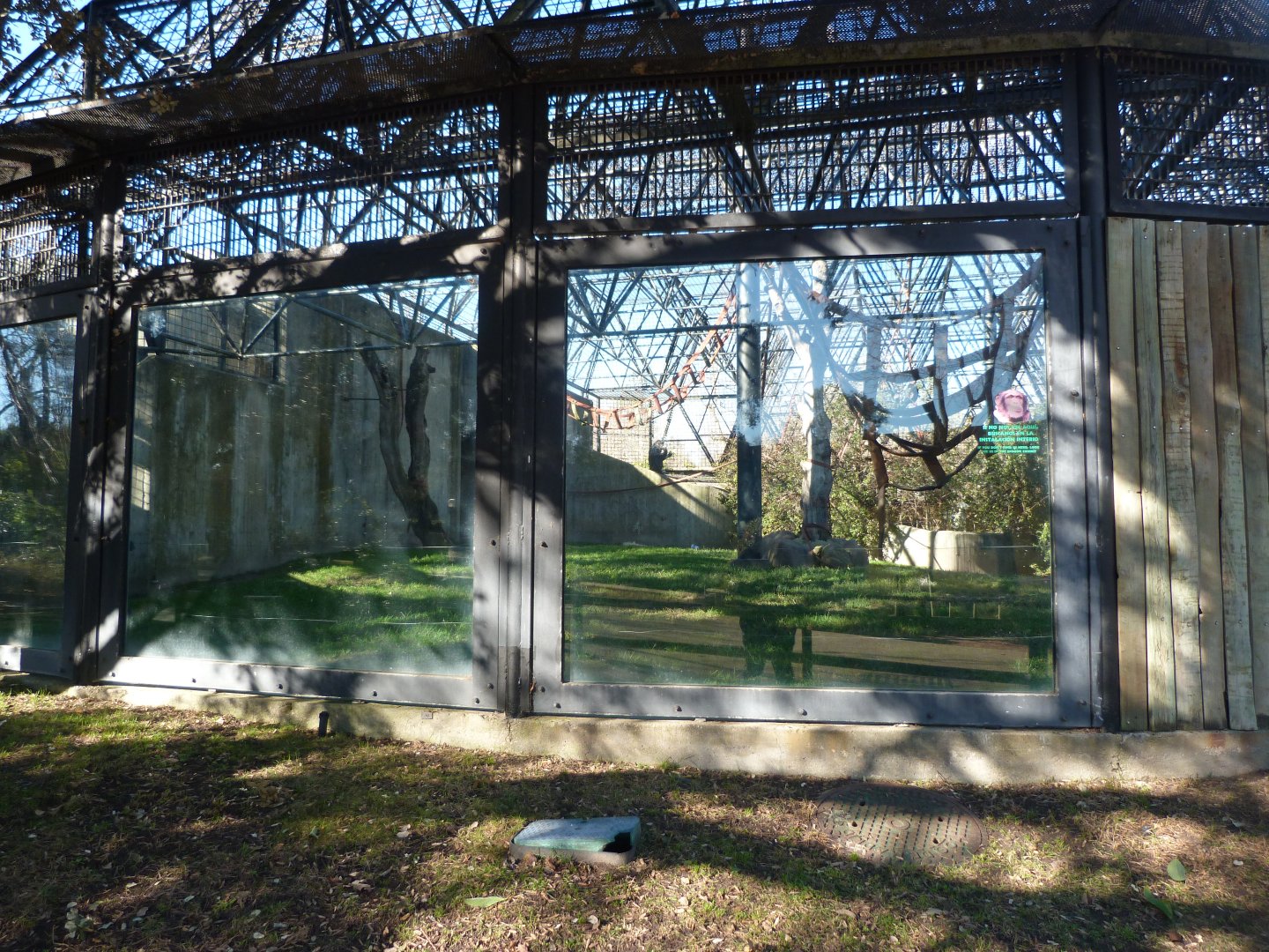 Common chimpanzee exhibit -Zoo Aquarium de Madrid (2025)