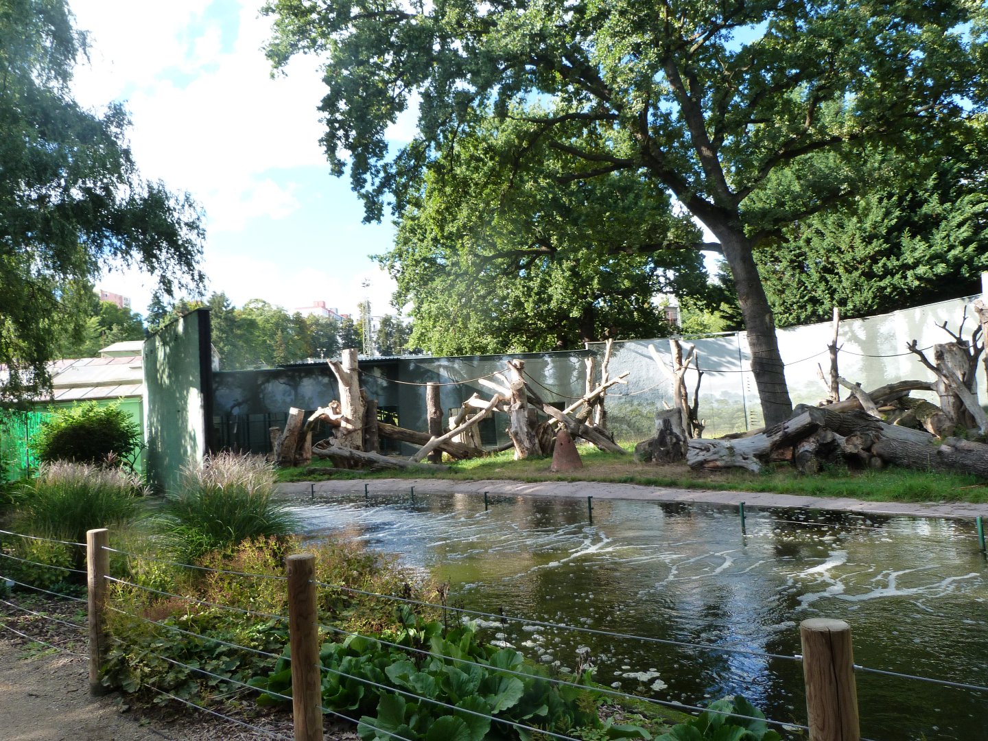 Common chimpanzee exhibit -Zoo Plzeň (2025)