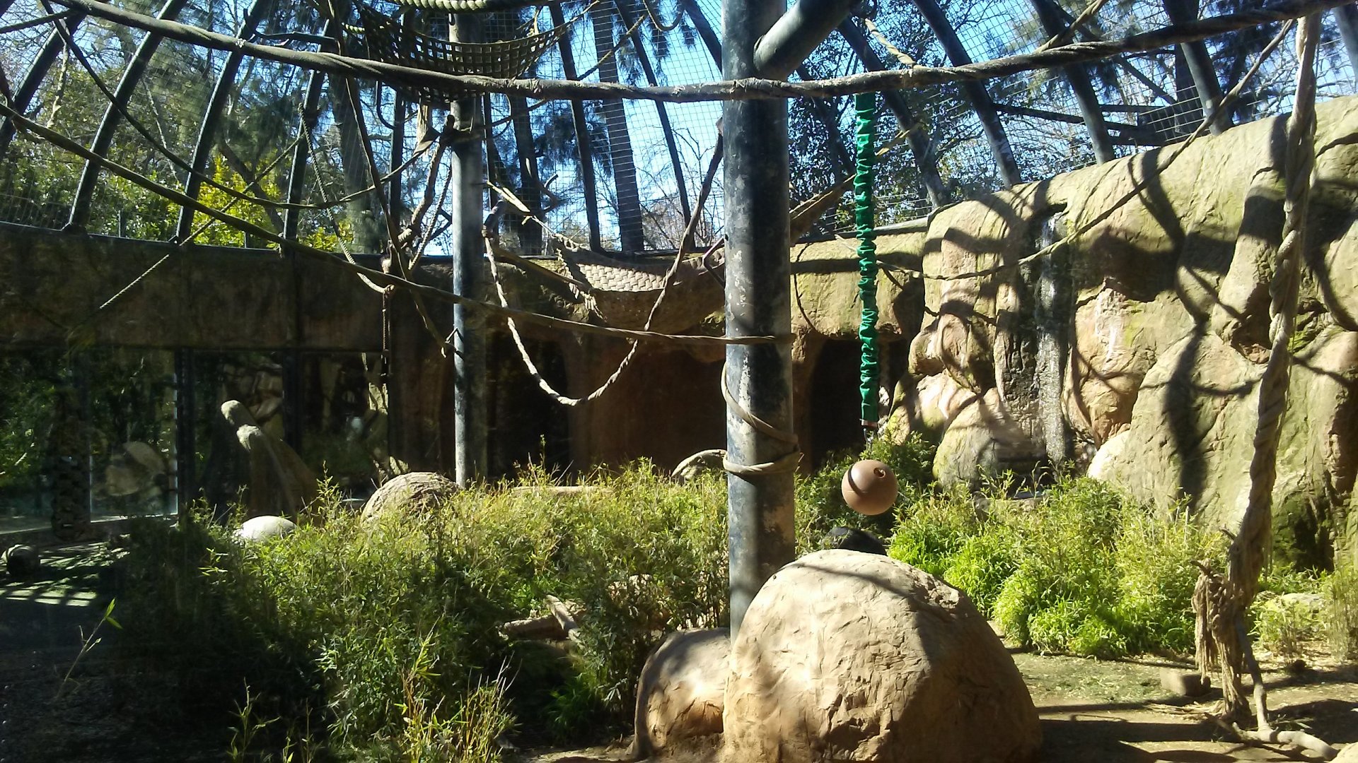 Common chimpanzee exhibit