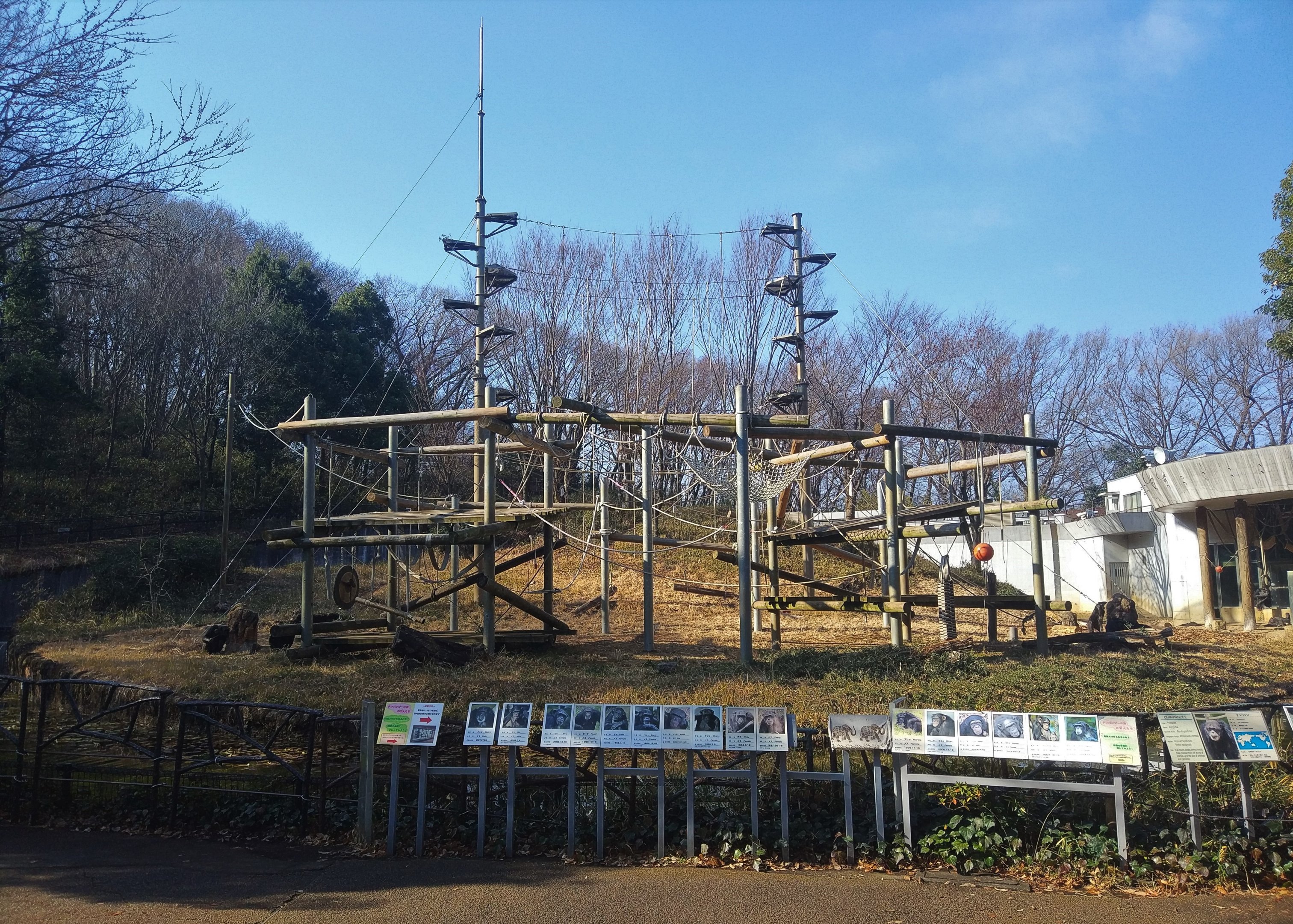 Common Chimpanzee Exhibit