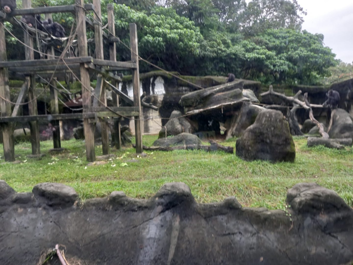 Common Chimpanzee exhibit