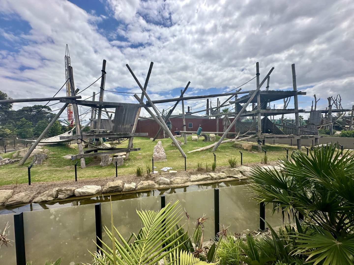 Common Chimpanzee Exhibit