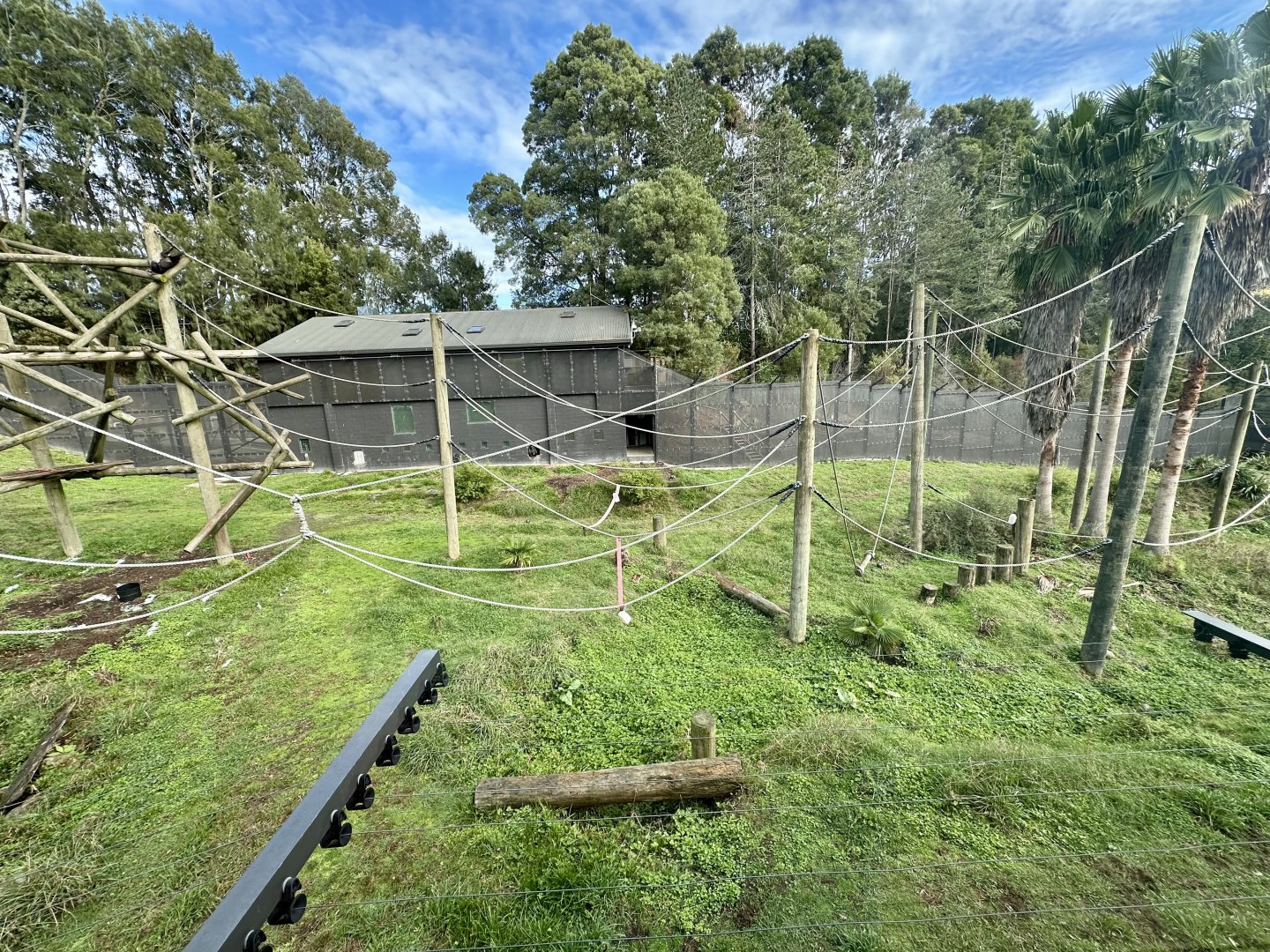 Common Chimpanzee Exhibit