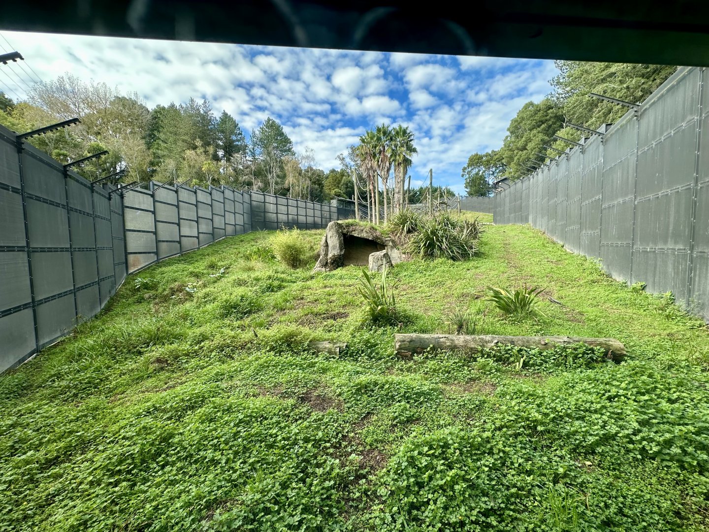 Common Chimpanzee Exhibit