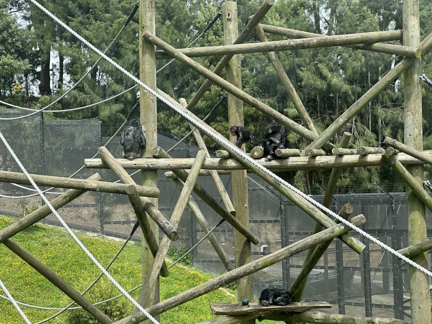 Common Chimpanzee Family