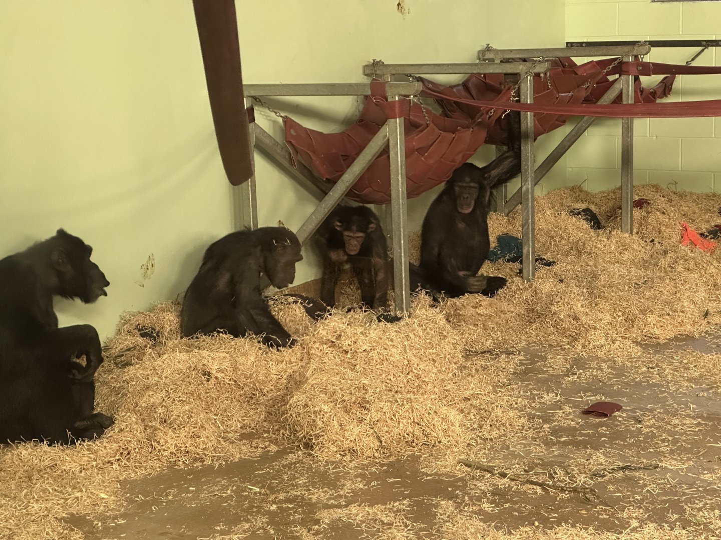 Common Chimpanzee Family