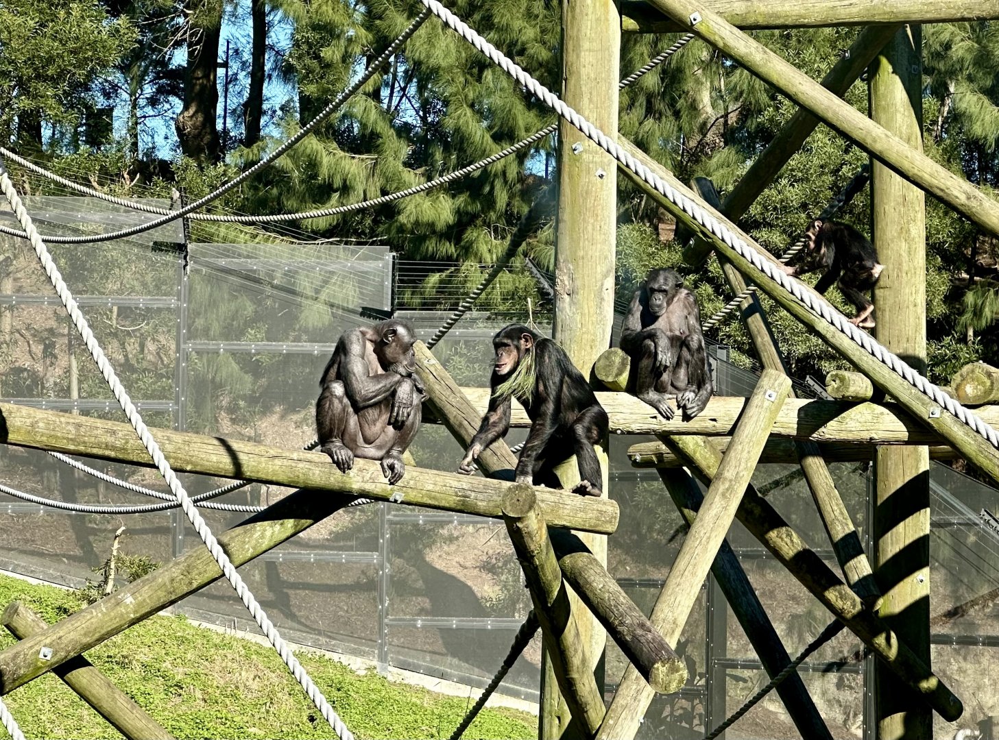 Common chimpanzee (females)