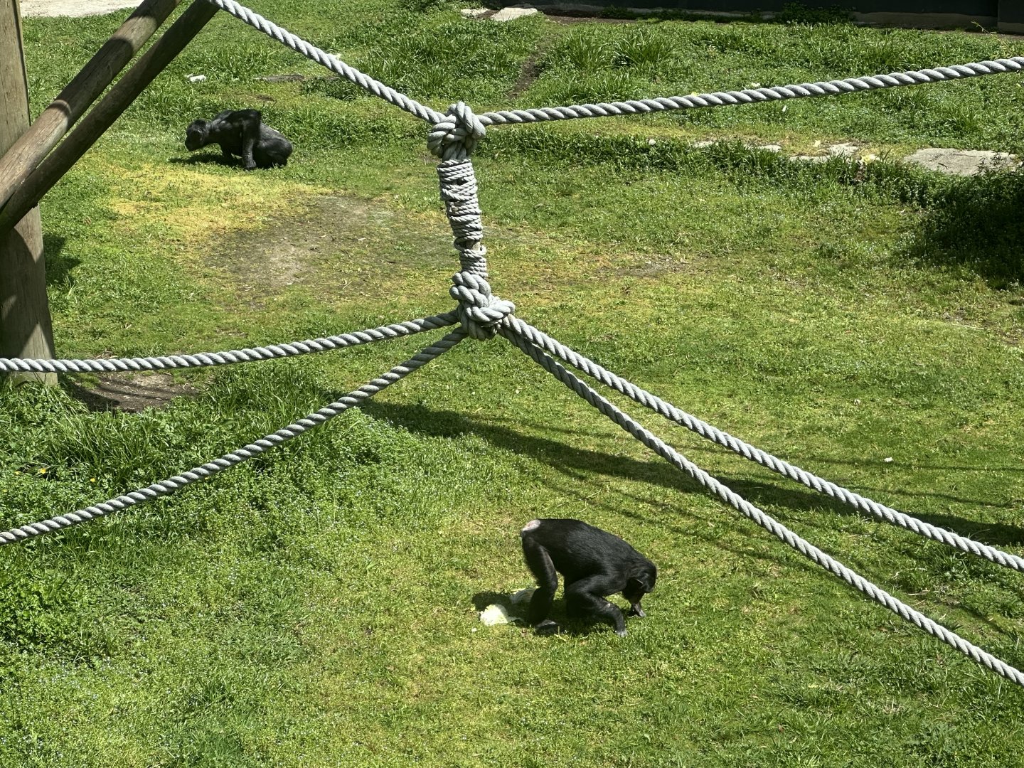Common Chimpanzee (Foraging)