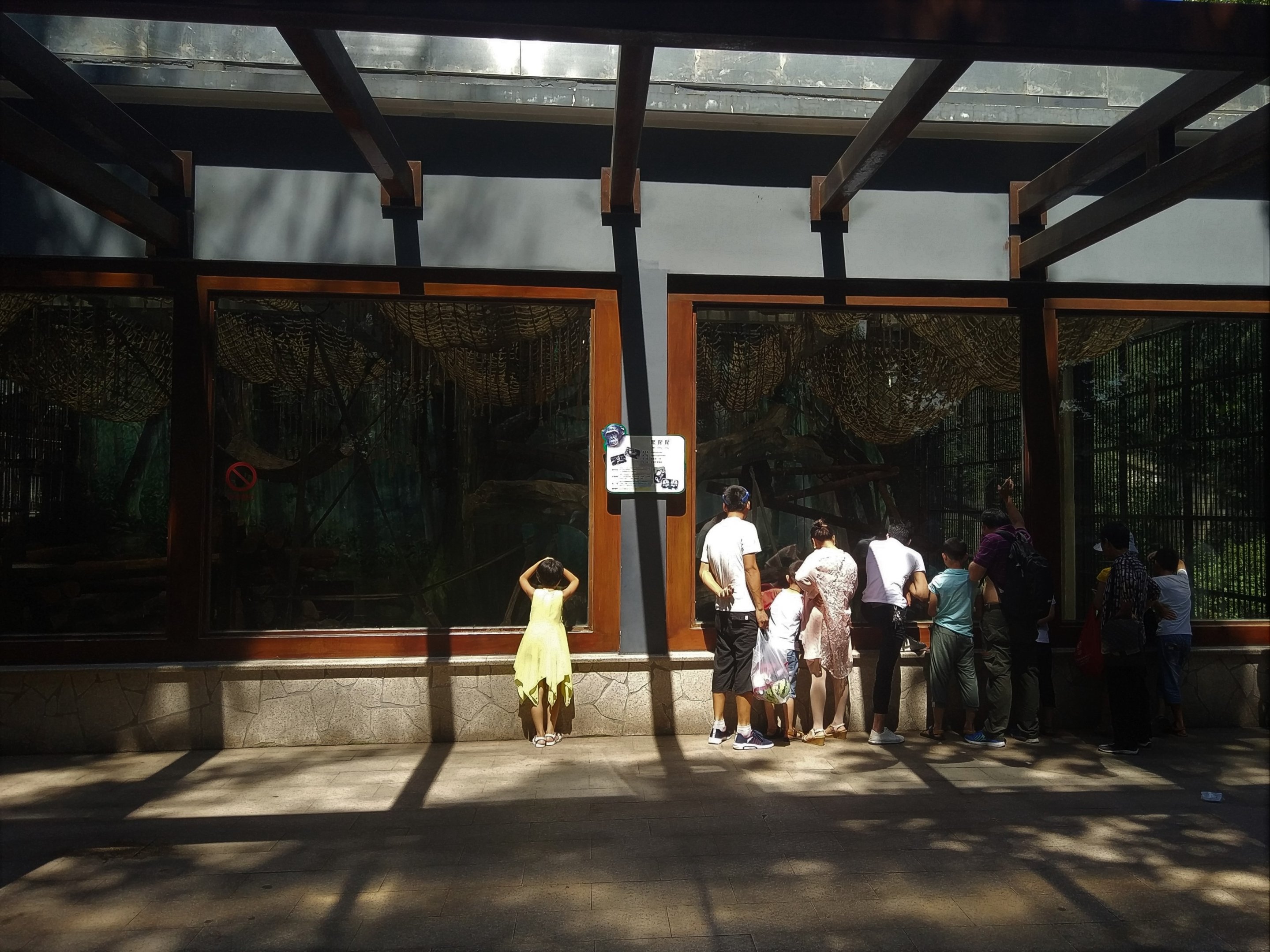 Common Chimpanzee Indoor Viewing