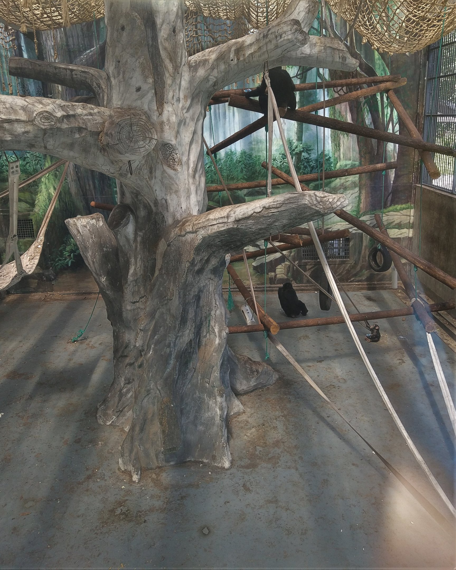 Common Chimpanzee Indoors