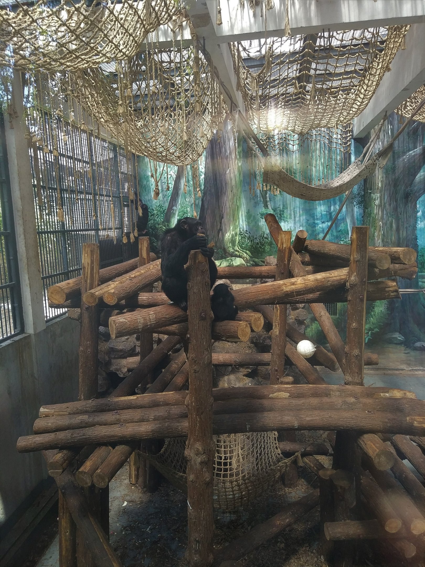 Common Chimpanzee Indoors