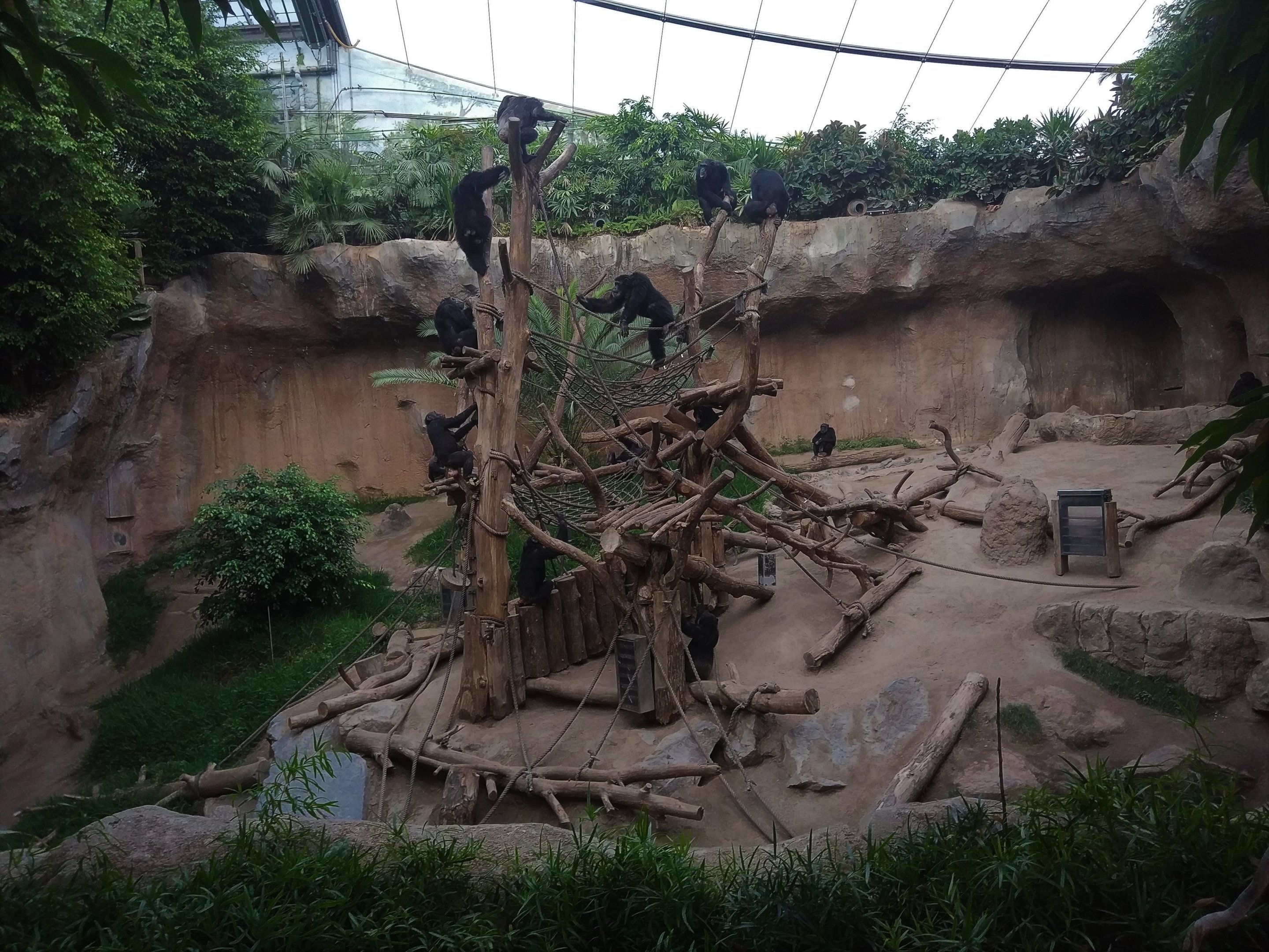 Common Chimpanzee Main Group - Pongoland