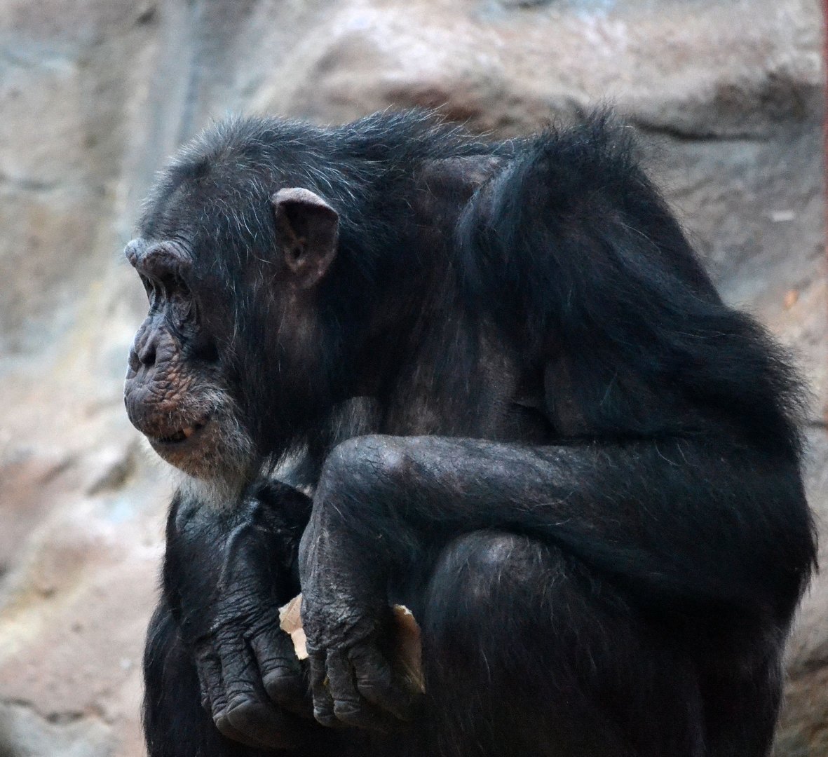 Common Chimpanzee - March 2017