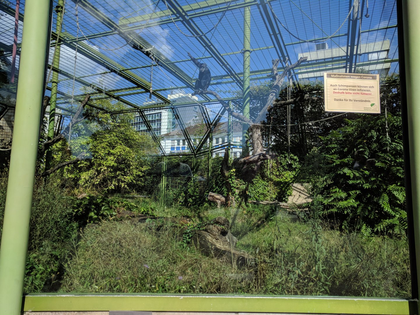 Common chimpanzee Outdoor Enclosure