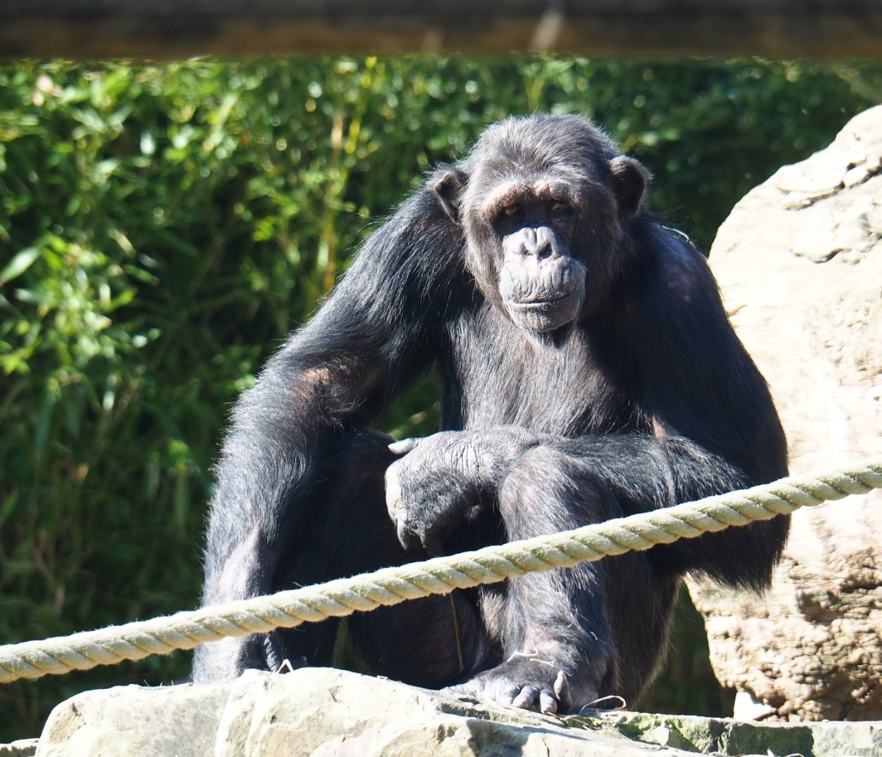 Common chimpanzee (Pan troglodytes), Feb 27th, 2019