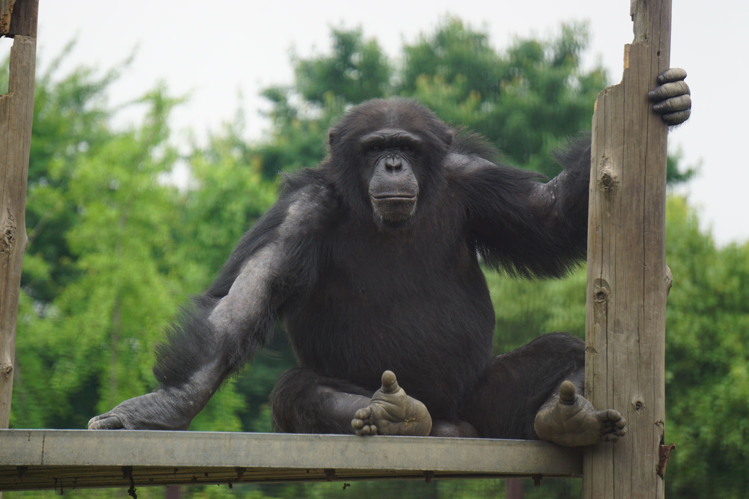 Common chimpanzee (Pan troglodytes)
