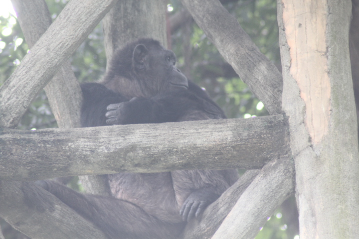 Common chimpanzee (Pan troglodytes)