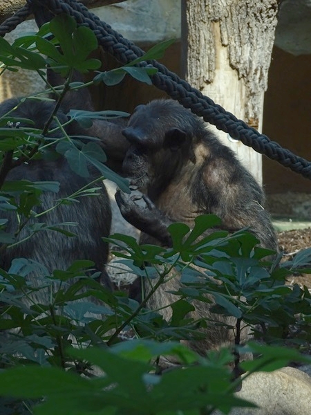 Common chimpanzee (Pan troglodytes)