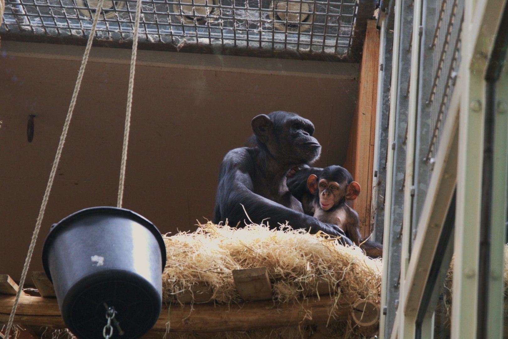 Common Chimpanzee (Pan Troglodytes)
