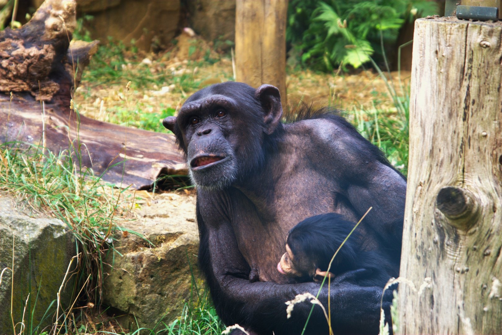 Common Chimpanzee (Pan troglodytes)