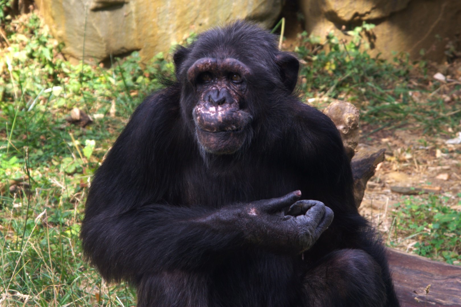 Common Chimpanzee (Pan troglodytes)