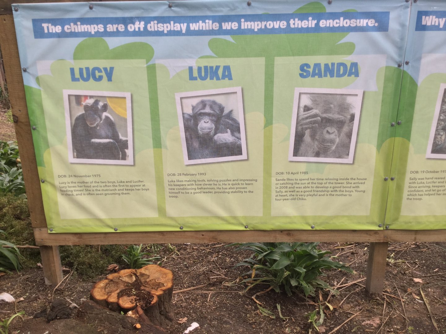 Common Chimpanzee Profiles (2020)