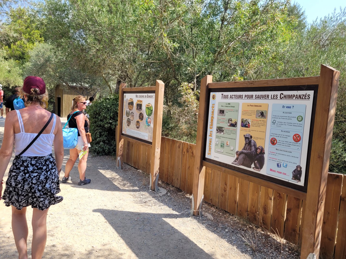 Common chimpanzee signae -Réserve Africaine de Sigean (2022)