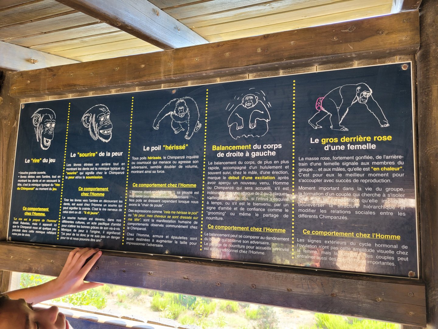 Common chimpanzee signae -Réserve Africaine de Sigean (2022)