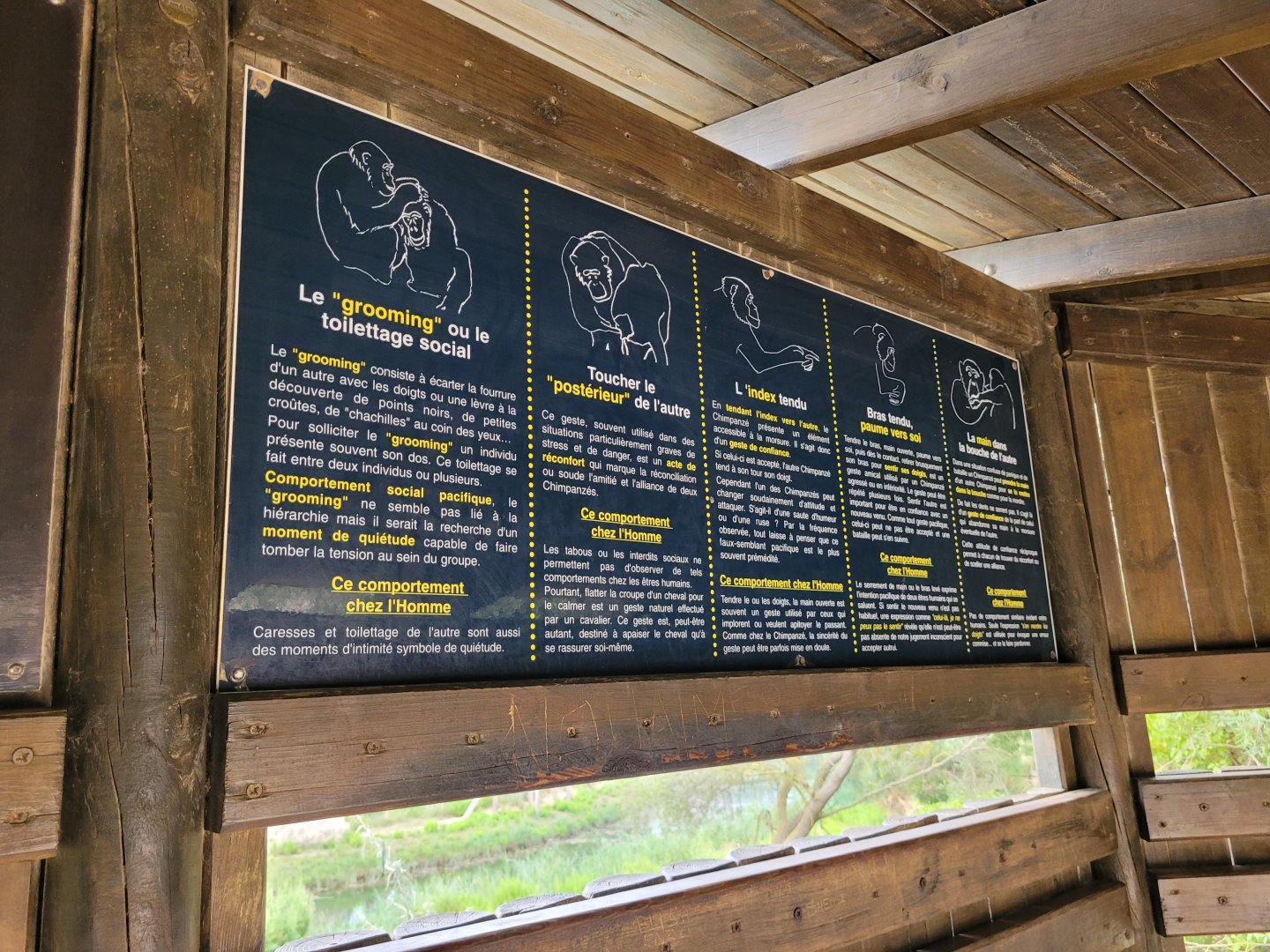 Common chimpanzee signae -Réserve Africaine de Sigean (2022)