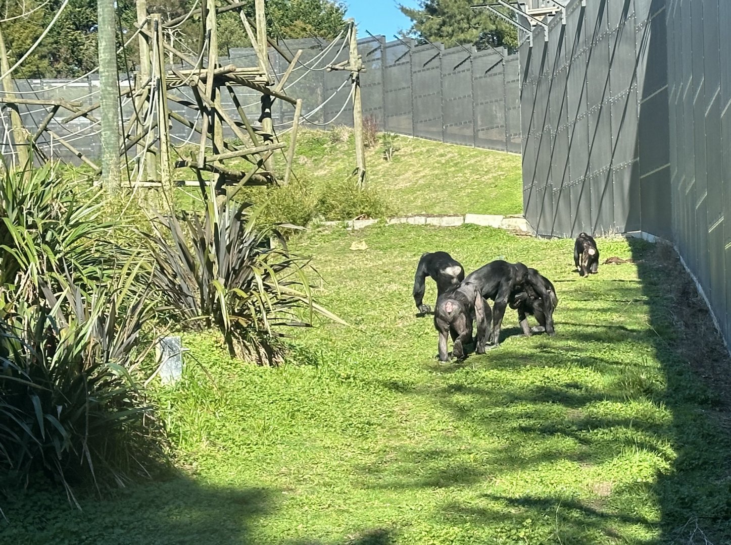 Common Chimpanzee Troop