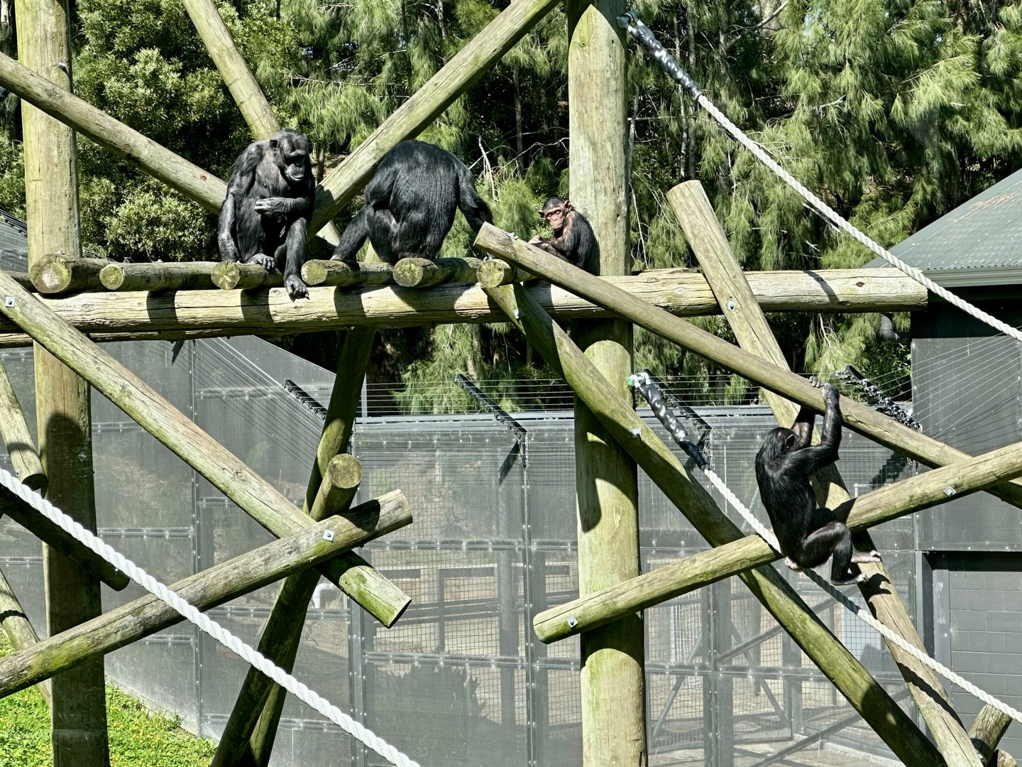 Common Chimpanzee Troop