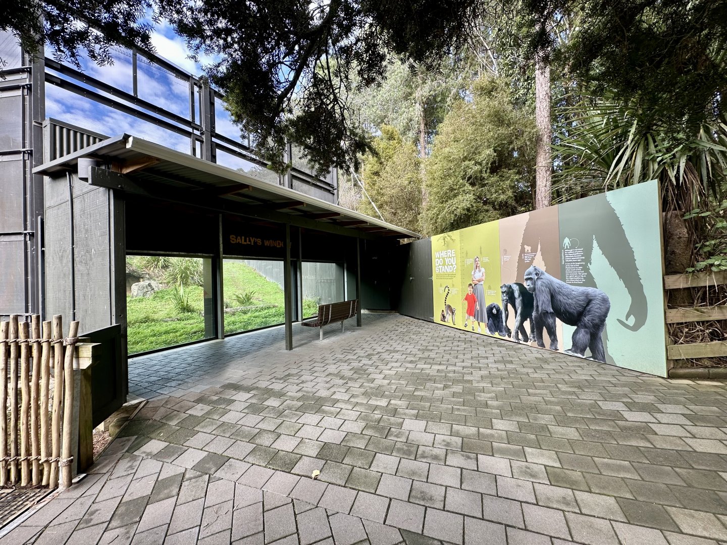 Common Chimpanzee Viewing Window