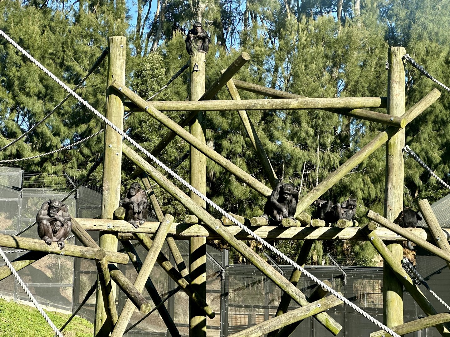 Common chimpanzee (whole troop)