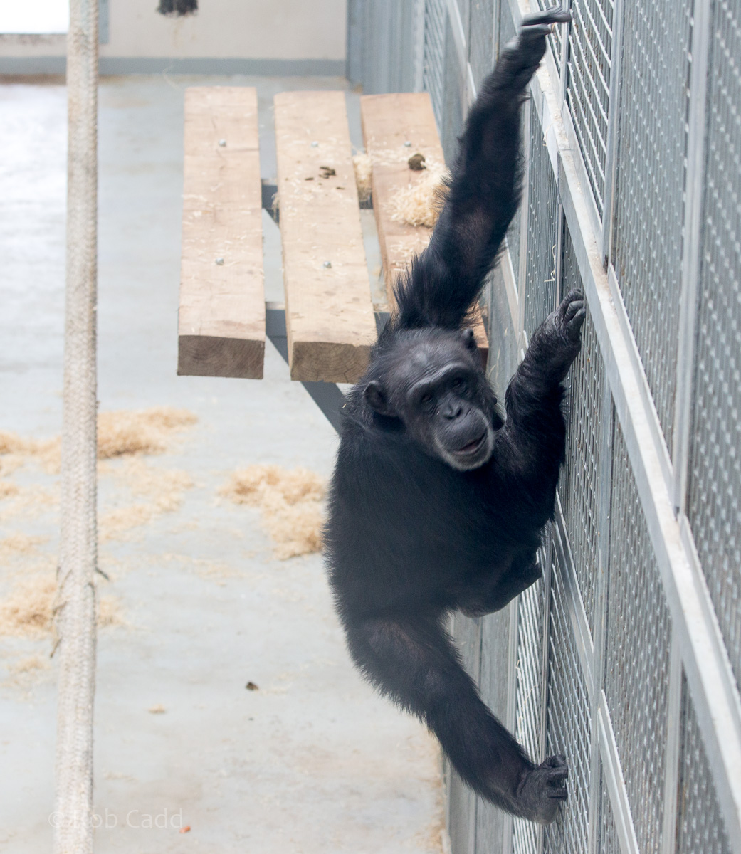 Common chimpanzee : Wingham : 06 May 2017