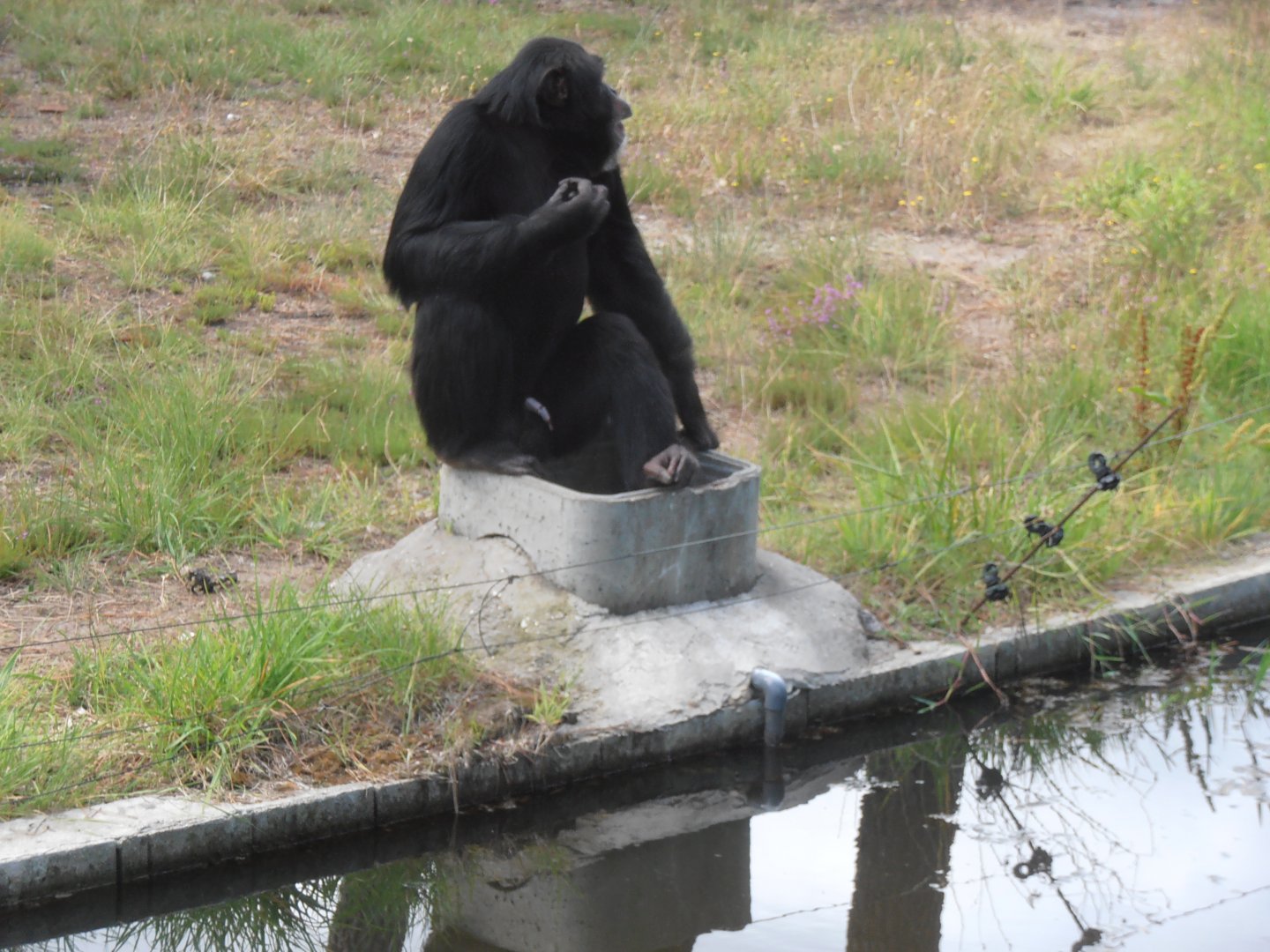 Common chimpanzee-Zoo Bassin D'Arcachon (2012)