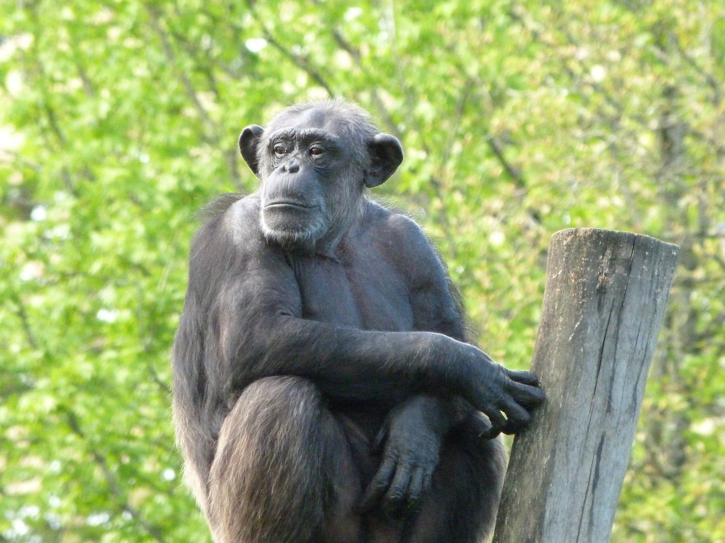 Common chimpanzee -ZooParc de Beauval (2025)