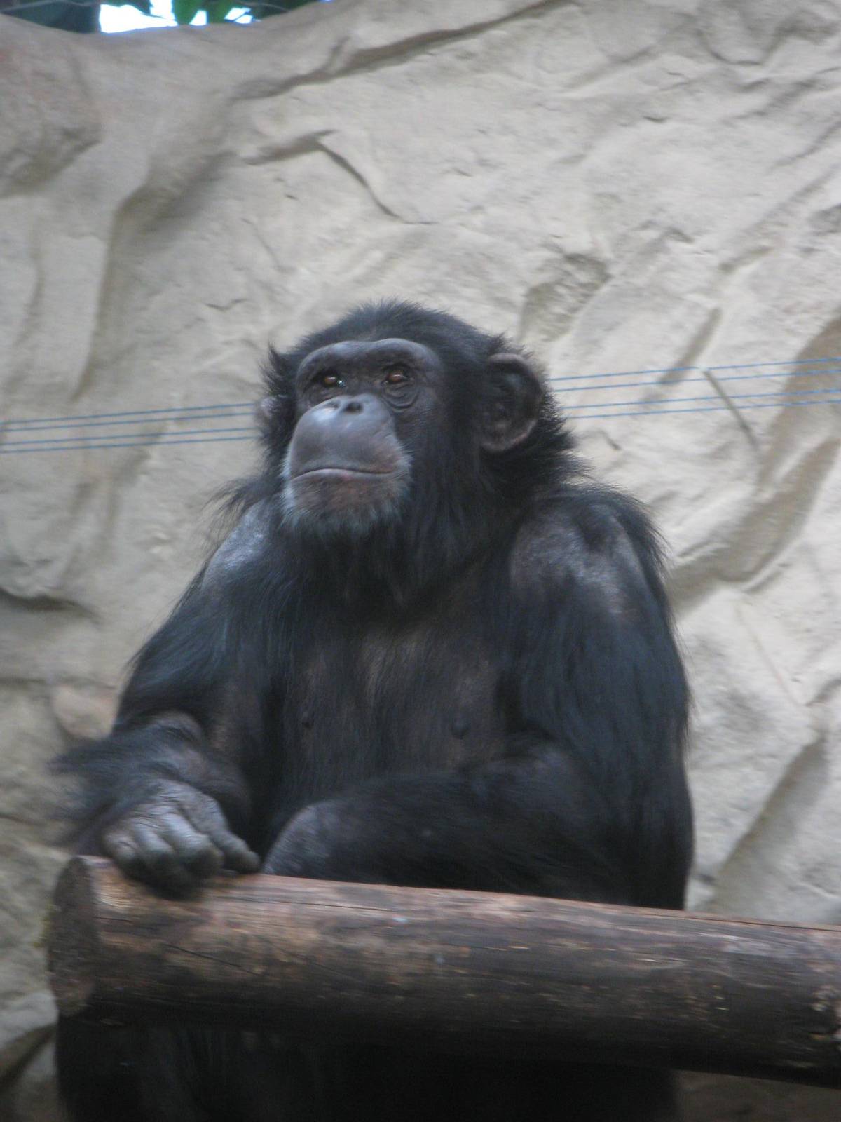 Common chimpanzee