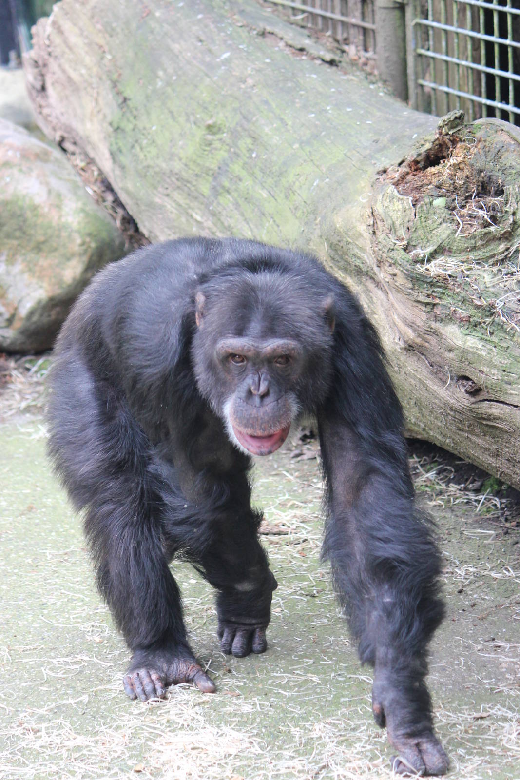 Common chimpanzee