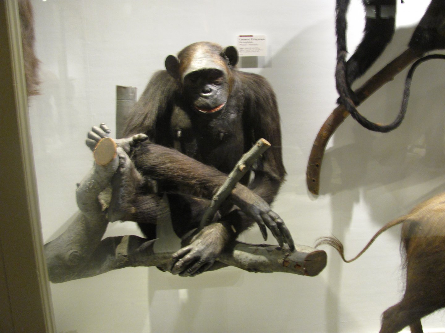 Common Chimpanzee