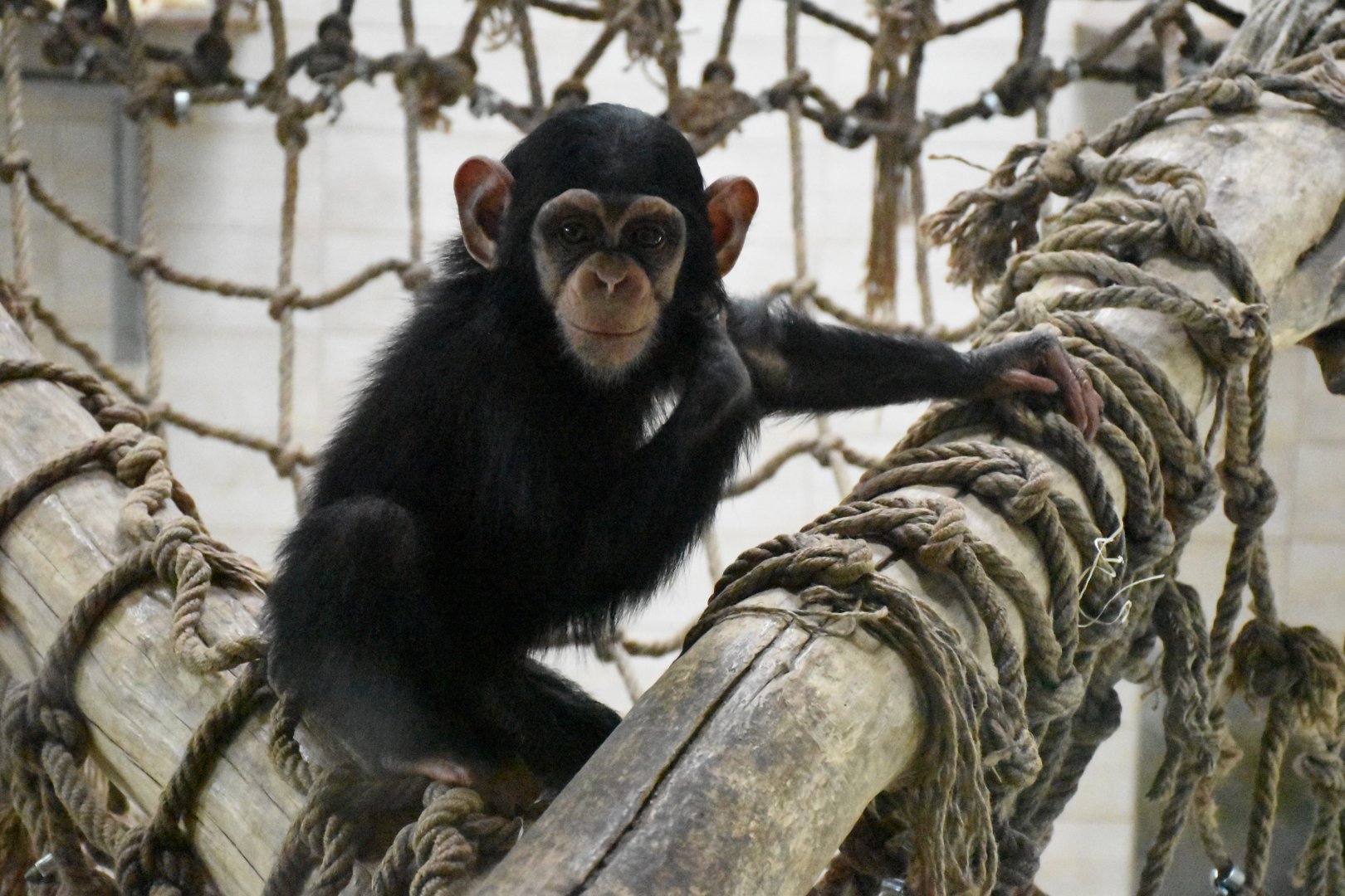 Common chimpanzee