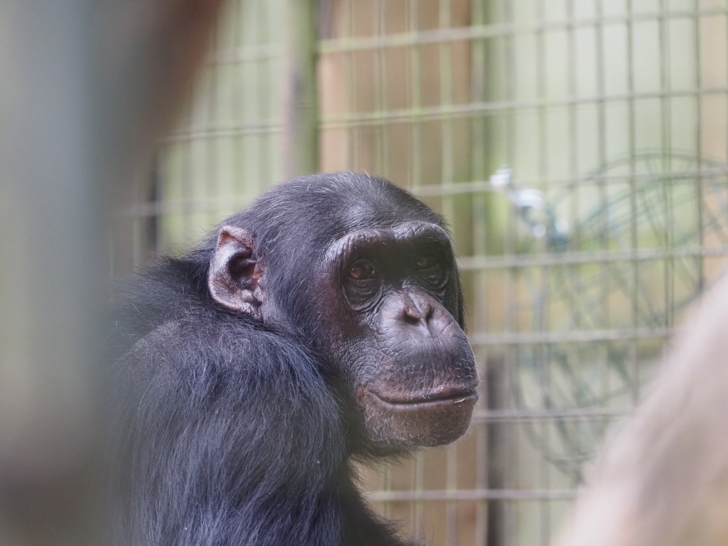 Common Chimpanzee