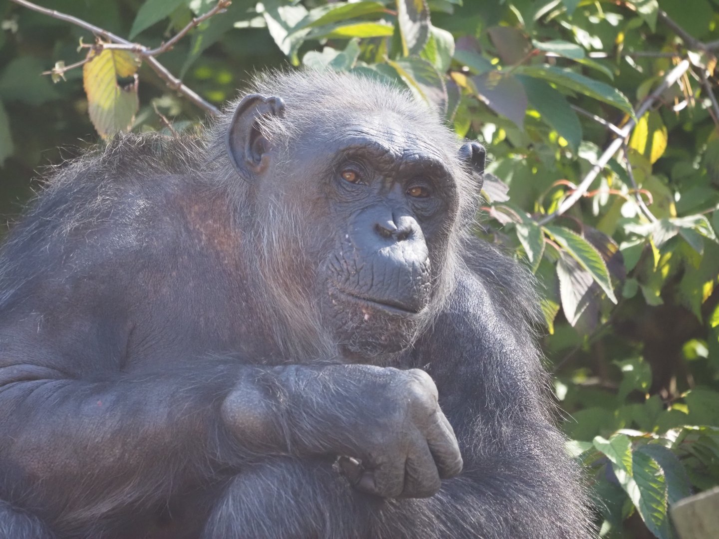 Common Chimpanzee