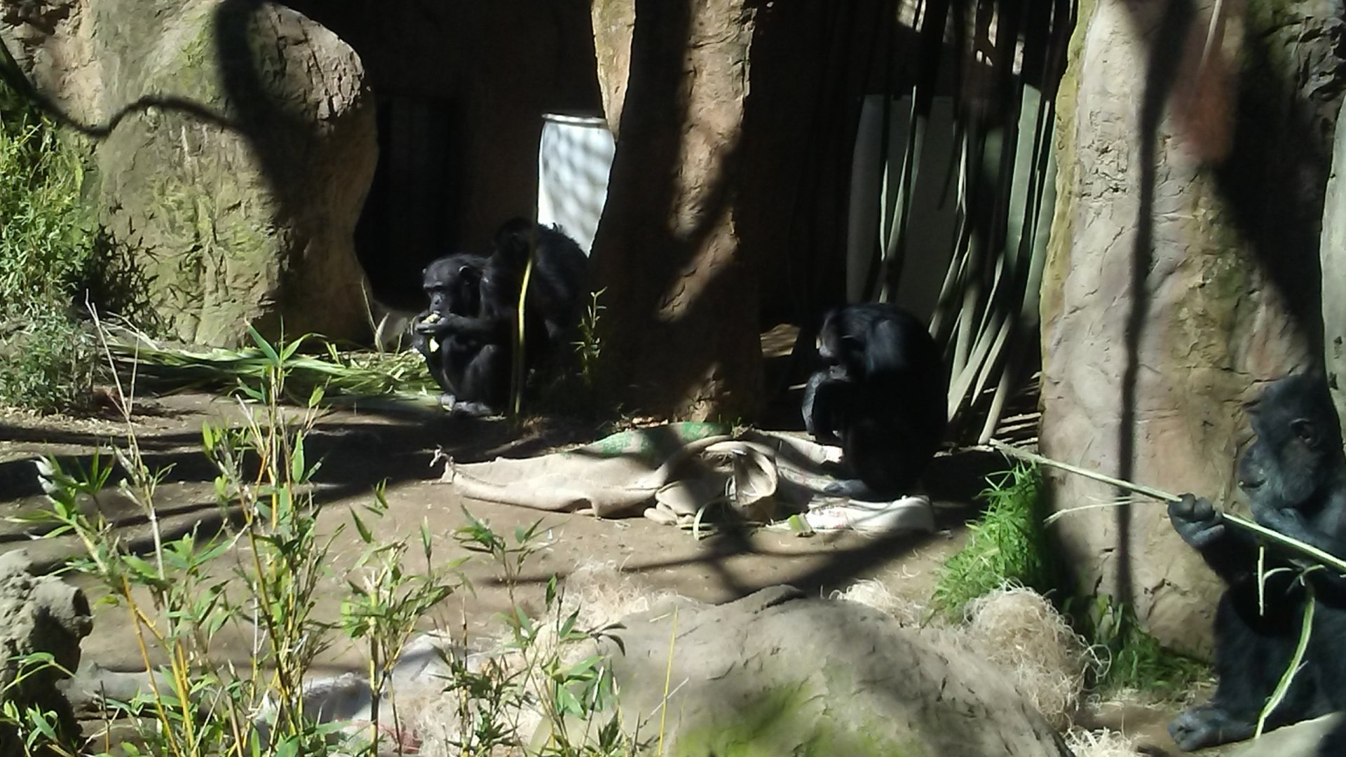 Common chimpanzees