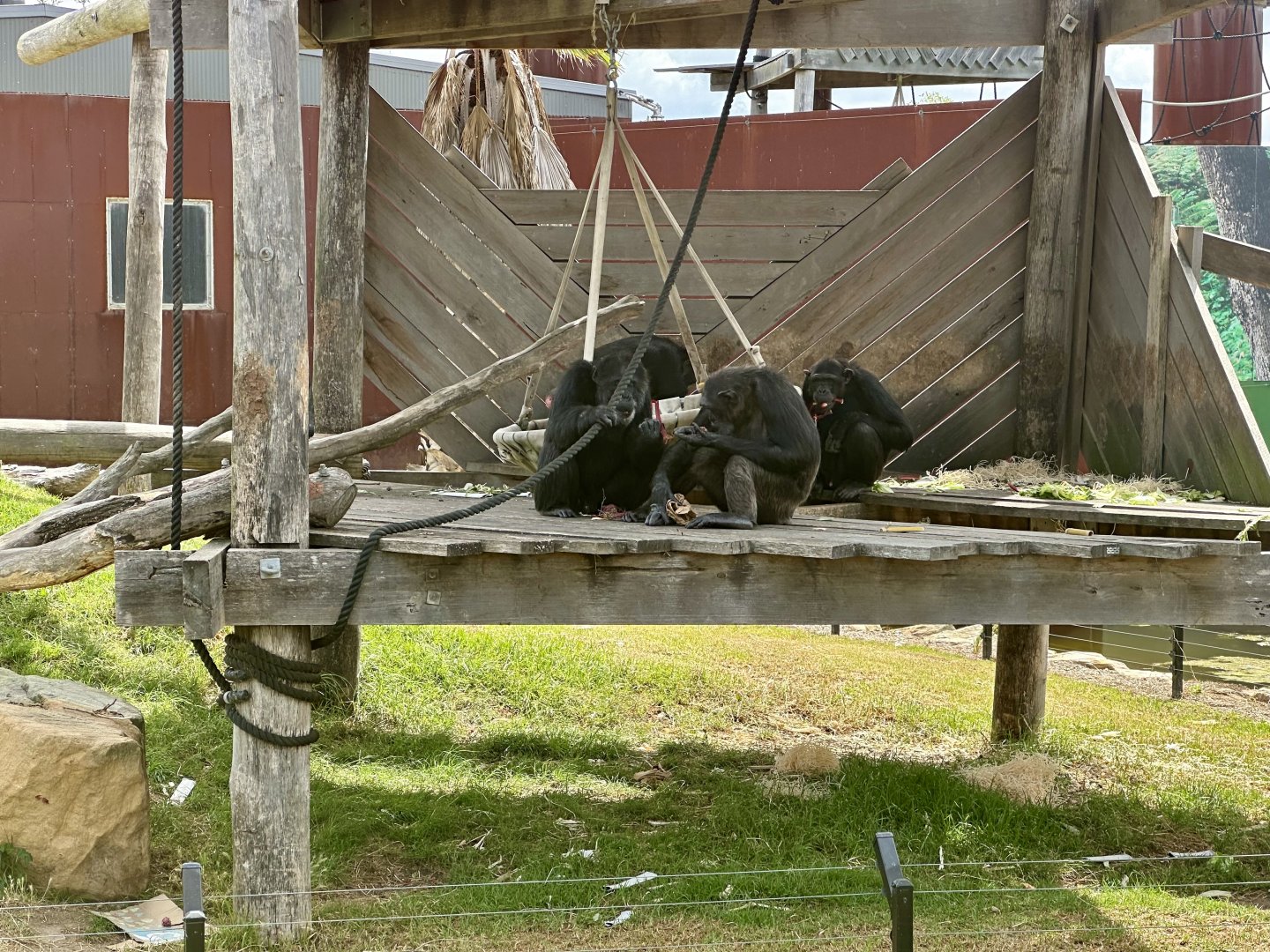 Common Chimpanzees
