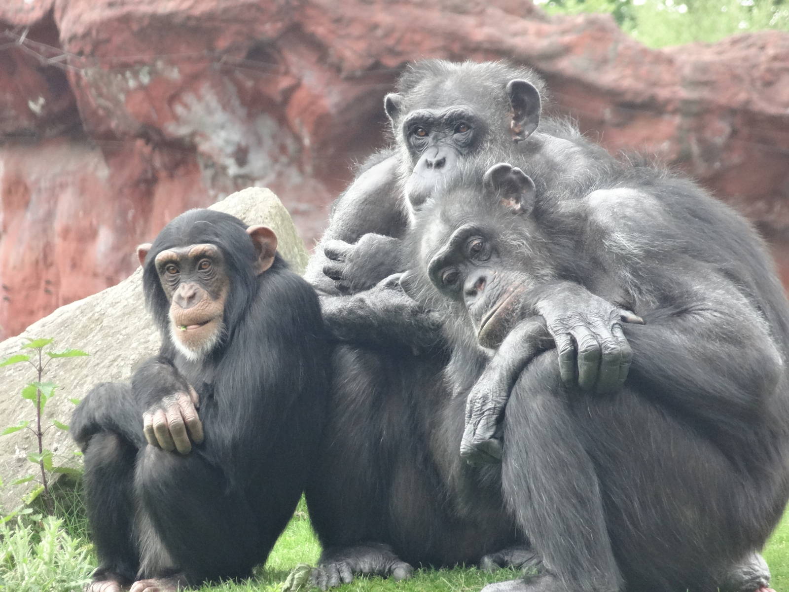 Common chimps