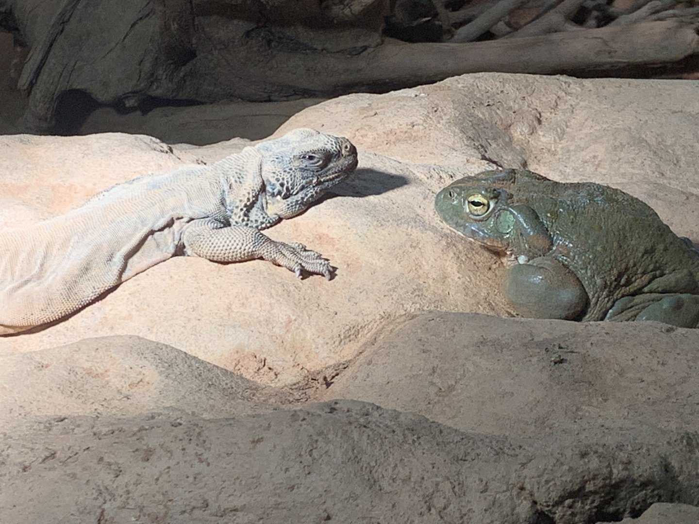 Common chuckwalla and Colorado River toad
