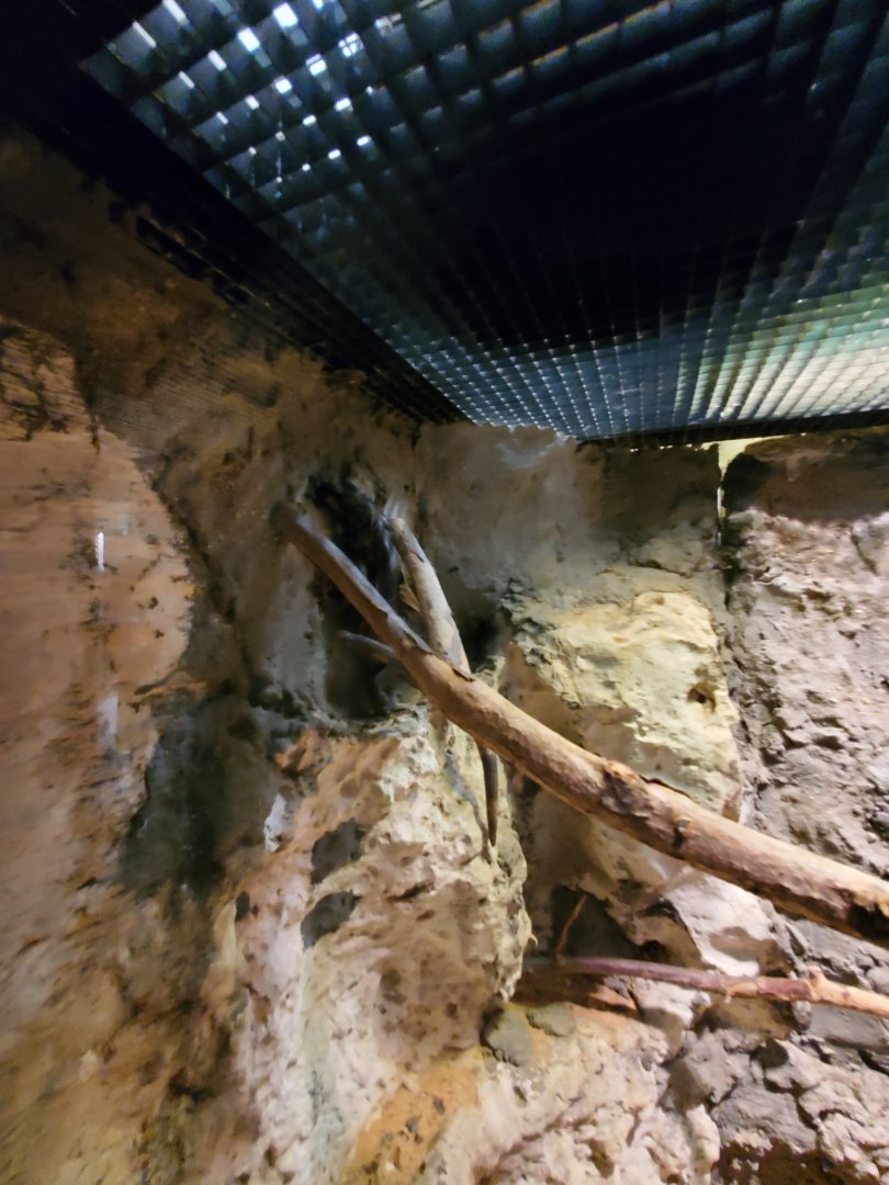 Common Chuckwalla (?) - August 2021